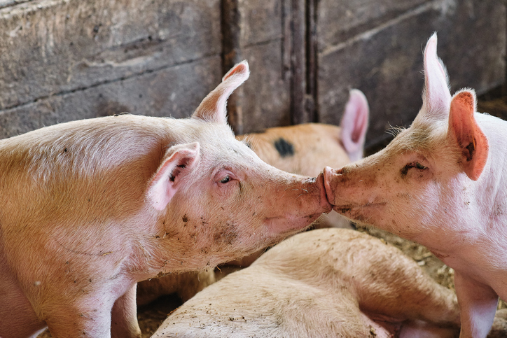 5 Ways Your Pigs Say "I Love You!"