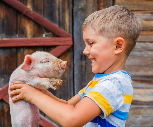 Top 3 Pig Breeds To Have As Pets