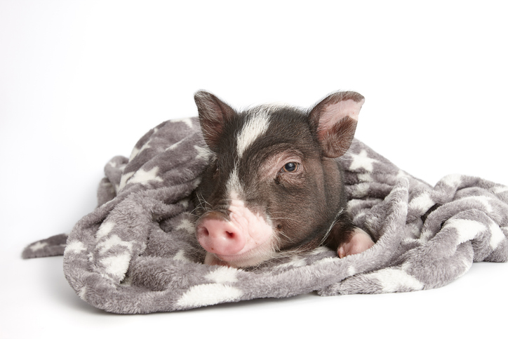 Fleece blankets are great bedding for pigs