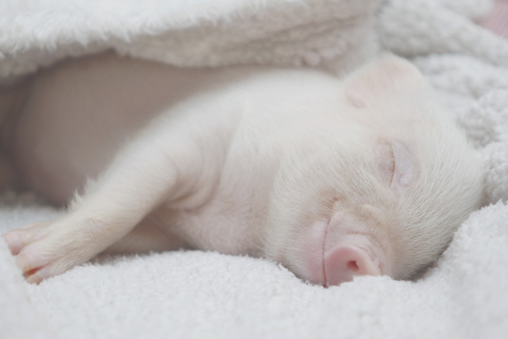 Popular bedding options for your pet pig