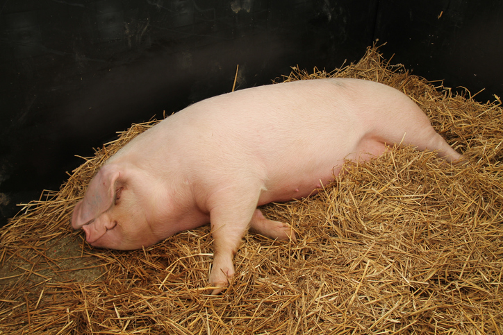 Straw makes a great bedding option for pigs