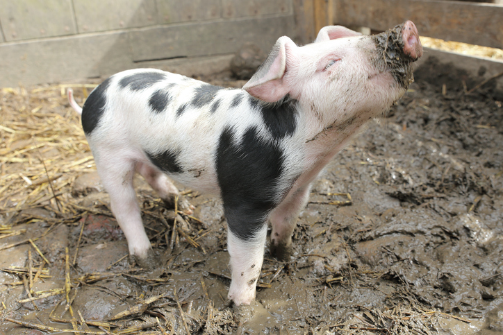 4 Benefits Of Mud Baths For Pigs